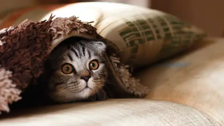 A gray tabby cat with wide eyes peeks out from under a brown and beige blanket on a couch.